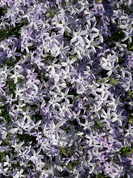 Άφθονα Άνθη Του Moss Phlox Λουλούδια Λιλά Χρώμα Φλοξ Σουμπουλάτα — Φωτογραφία Αρχείου