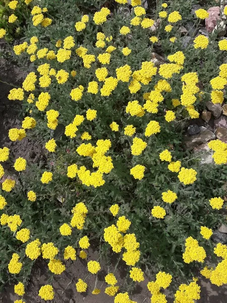 Yarrow Ανθισμένα Κίτρινα Λουλούδια Achillea Tomentosa Aurea Χρυσός Του Μέιναρντ — Φωτογραφία Αρχείου