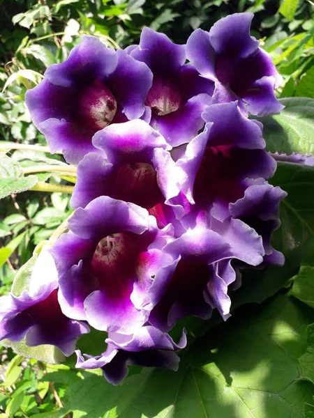 Fényes Lila Virágok Sinningia Speciose Gloxinia — Stock Fotó