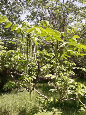 Mançurya cevizi açar. Juglans mandshurica.