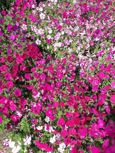 Een Bloementuin Van Overvloedig Bloeiende Veelkleurige Petunia — Stockfoto