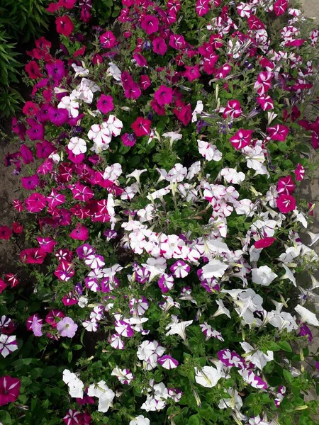 Fehér Rózsaszín Piros Bíbor Lila Petúnia Virágok Virágoskertben — Stock Fotó