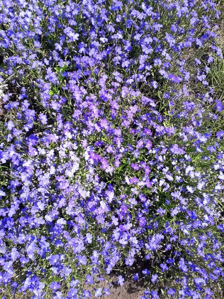 花壇にはロベリア エリナスの青い多数の花 花の背景 — ストック写真