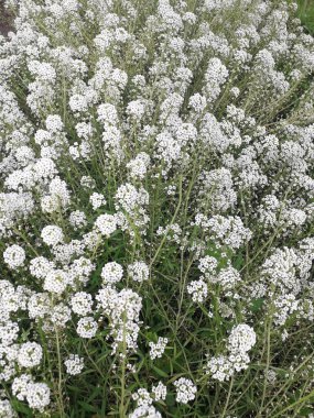 Tatlı Alyssum 'un beyaz çiçekleri. Lobularia maritima.