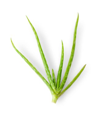 Aloe vera beyaz arka planda izole edilmiş. en üstteki görünüm
