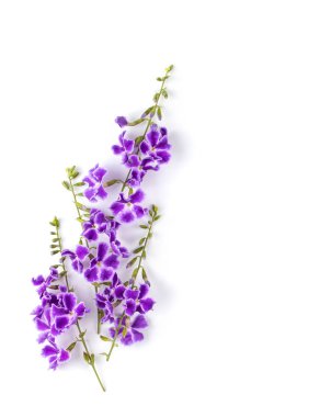 Mor çiçek beyaz arka planda izole edilmiş. en üstteki görünüm