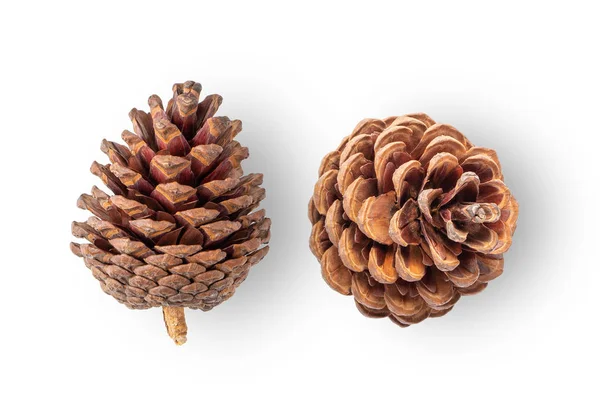 Pine cone on white background. top view — Stock Photo, Image
