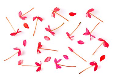 beyaz üzerinde izole çiçek yaprakları.