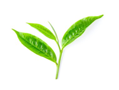 Beyaz arka planda izole çay yaprağı. en üstteki görünüm