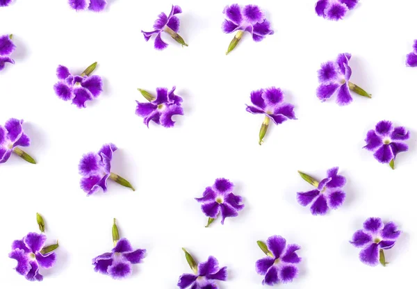 Фиолетовый цветок изолирован на белом. вид сверху для фона — стоковое фото