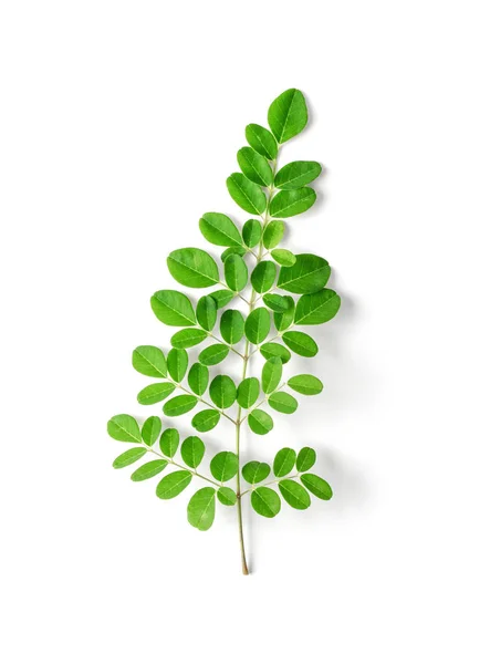 Hojas de Moringa sobre fondo blanco . — Foto de Stock