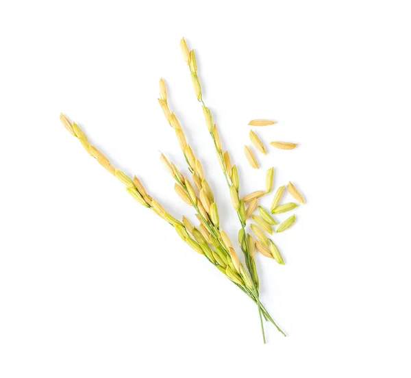 Paddy рисовые семена сверху вид тайского жасмина. вид сверху — стоковое фото