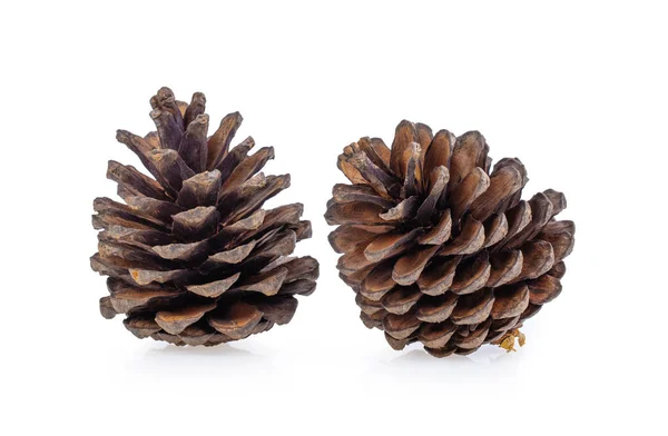Pine cone on white background. Stock Picture
