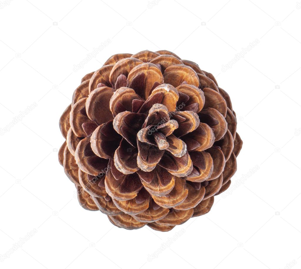 Pine cone on white background. top view
