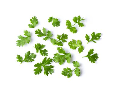 Yeşil kişniş yaprakları yakın plan, beyaz arka planda izolasyon. en üstteki görünüm