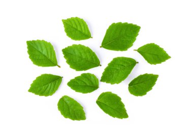 Beyaz arka planda izole edilmiş yeşil ağaç yaprakları. en üstteki görünüm