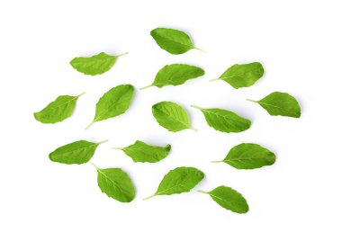 Kutsal Basil, beyaz arka planda izole edilmiş Ocimum Tapınak Yaprağı. en üstteki görünüm