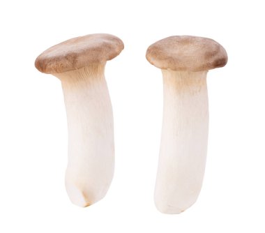 Kral istiridye mantarı Pleurotus eryngii beyaz arka planda izole edilmiş.