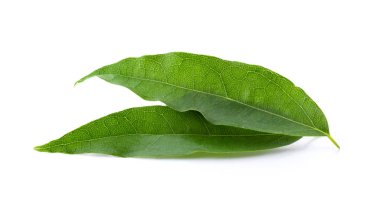 Bai-ya-nang (Tayca adı) (Tiliacora triandra). Tayland bitkisi tam derinlik