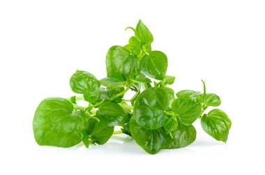 Pellucoid-leaved Pepper thailand herbsisolated on white background. full depth of field clipart