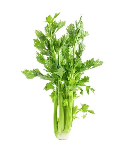 Fresh Celery Isolated White Background — Stock Photo, Image