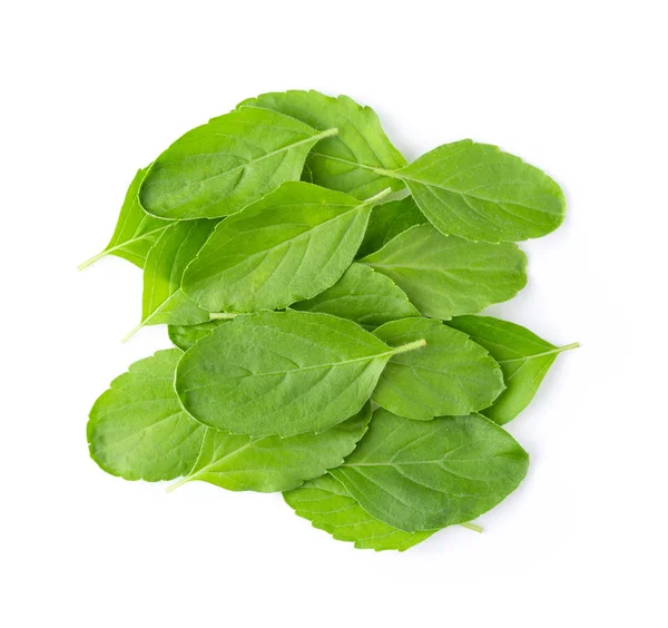 Holy Basil Ocimum Sanctum Geïsoleerd Witte Achtergrond Bovenaanzicht — Stockfoto