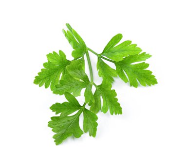 Beyaz arka planda izole edilmiş taze maydanoz otu. tam alan derinliği