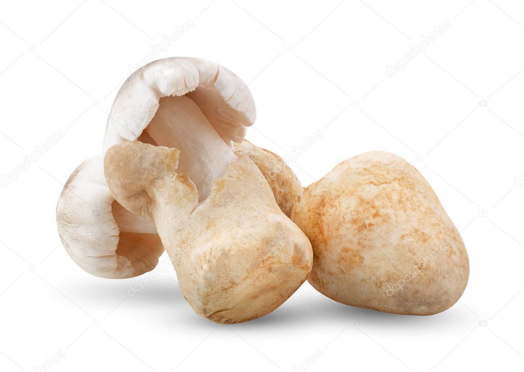 Straw mushrooms in thailand  isolated on white background. full depth of field
