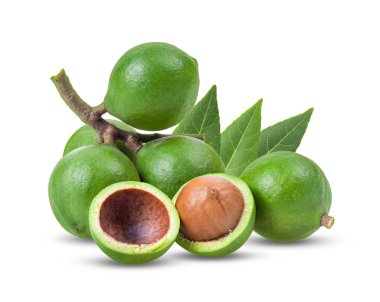 Beyaz arka planda Macadamia fındıkları. tam alan derinliği