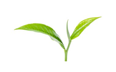 Beyaz arkaplanda yeşil çay yaprağı izole