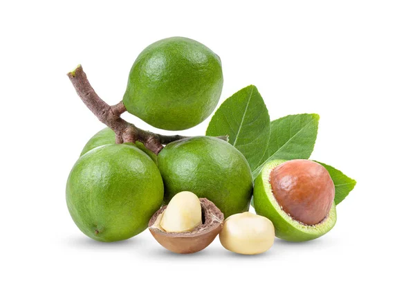 Beyaz arka planda yaprağı olan Macadamia fındıkları. tam alan derinliği