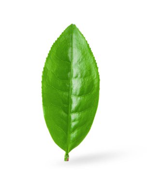 Beyaz arkaplanda izole çay yaprağı