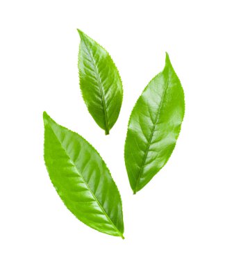 Beyaz arkaplanda izole çay yaprağı