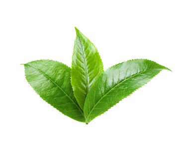 Beyaz arkaplanda yeşil çay yaprağı izole