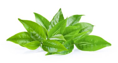 Beyaz arkaplanda yeşil çay yaprağı izole