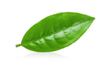 Beyaz arkaplanda izole çay yaprağı