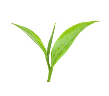 Beyaz arkaplanda izole çay yaprağı