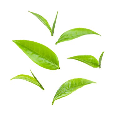 Beyaz arkaplanda izole çay yaprağı