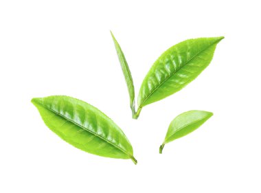 Beyaz arka planda izole edilmiş taze çay yaprağı