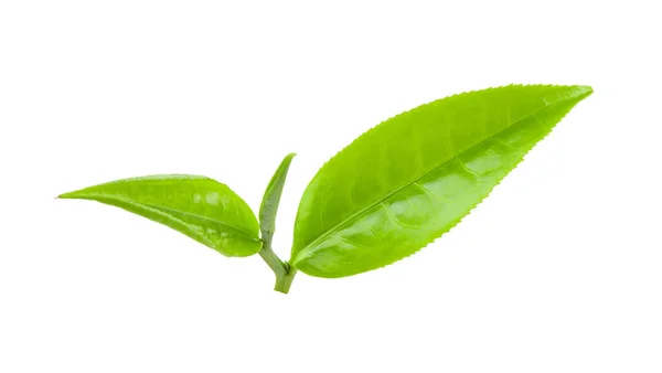Beyaz Arkaplanda Izole Çay Yaprağı — Stok fotoğraf