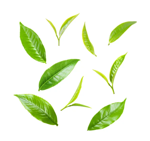Fresh Tea Leaf Isolated White Background — Stock Photo, Image