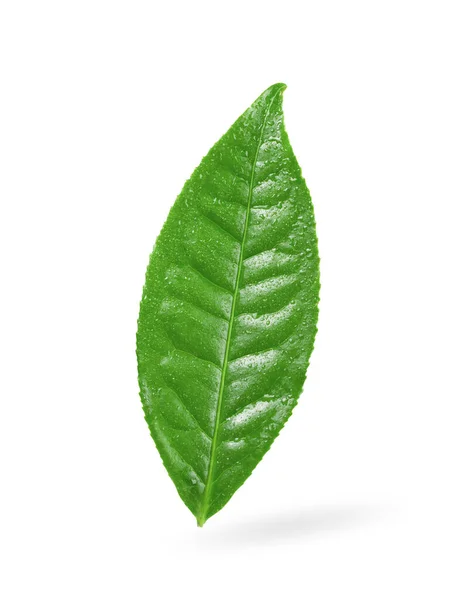 Tea Leaf Drop Water Isolated White Background Royalty Free Stock Photos