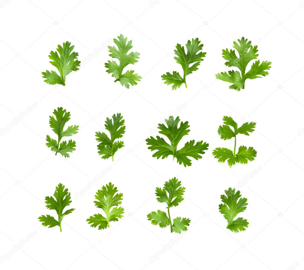 Green coriander leaves isolation on a white background. top view