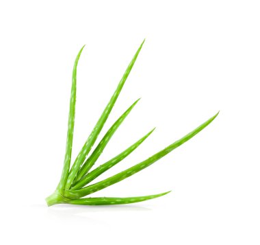 Yeni Aloe Vera beyaz arka planda izole edildi