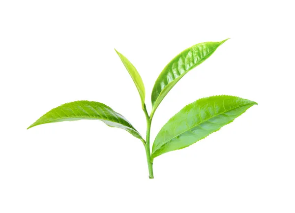 绿茶叶子在白色背景上隔绝 — 图库照片