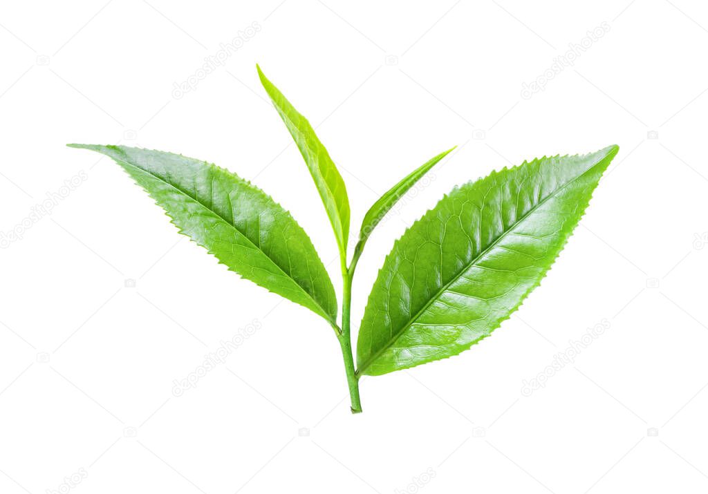 Green tea leaves isolated on white background.top view