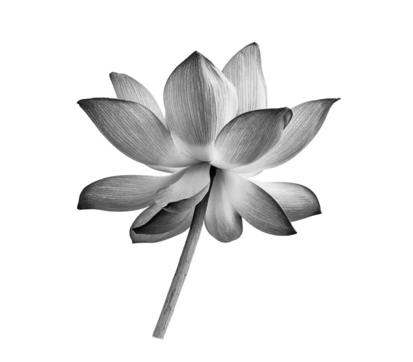 Черный Цветок Лотоса Изолирован Белом Фоне — стоковое фото