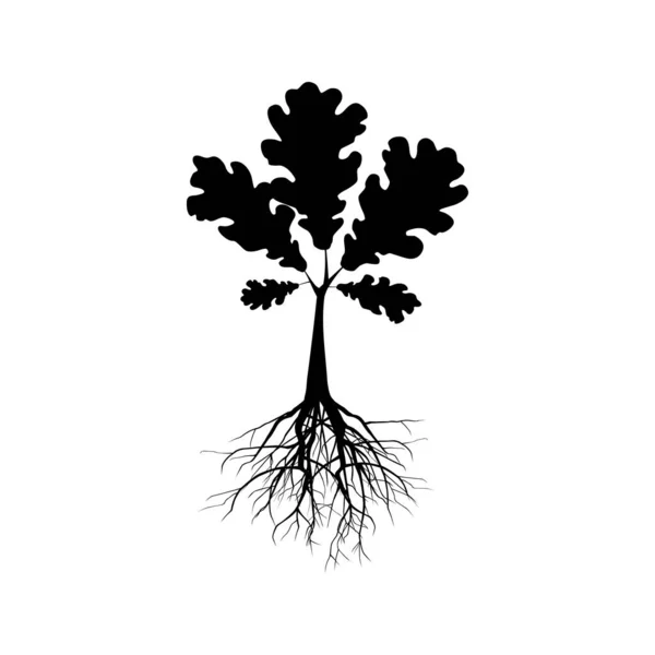 Silueta Stejar Ilustrație Unei Siluete Stejar Fundal Alb — Vector de stoc