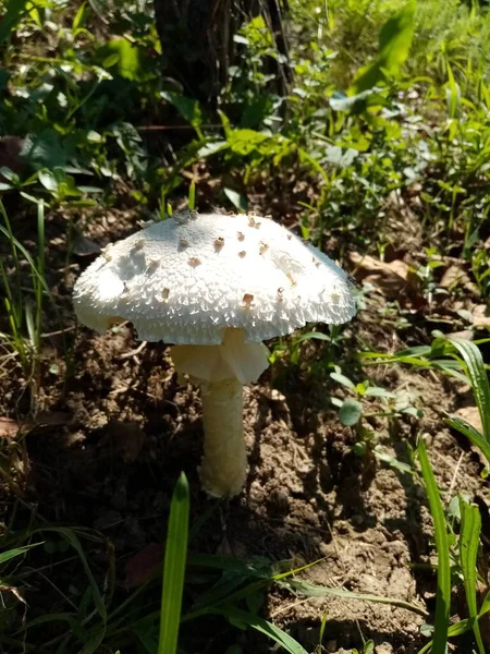 食用森林蘑菇 一张自然中可食用的森林蘑菇的照片 — 图库照片