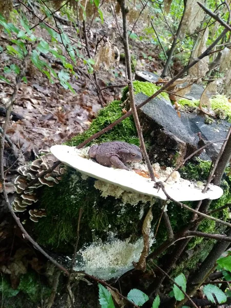 食用の森キノコ 自然の中の食用キノコの写真 — ストック写真